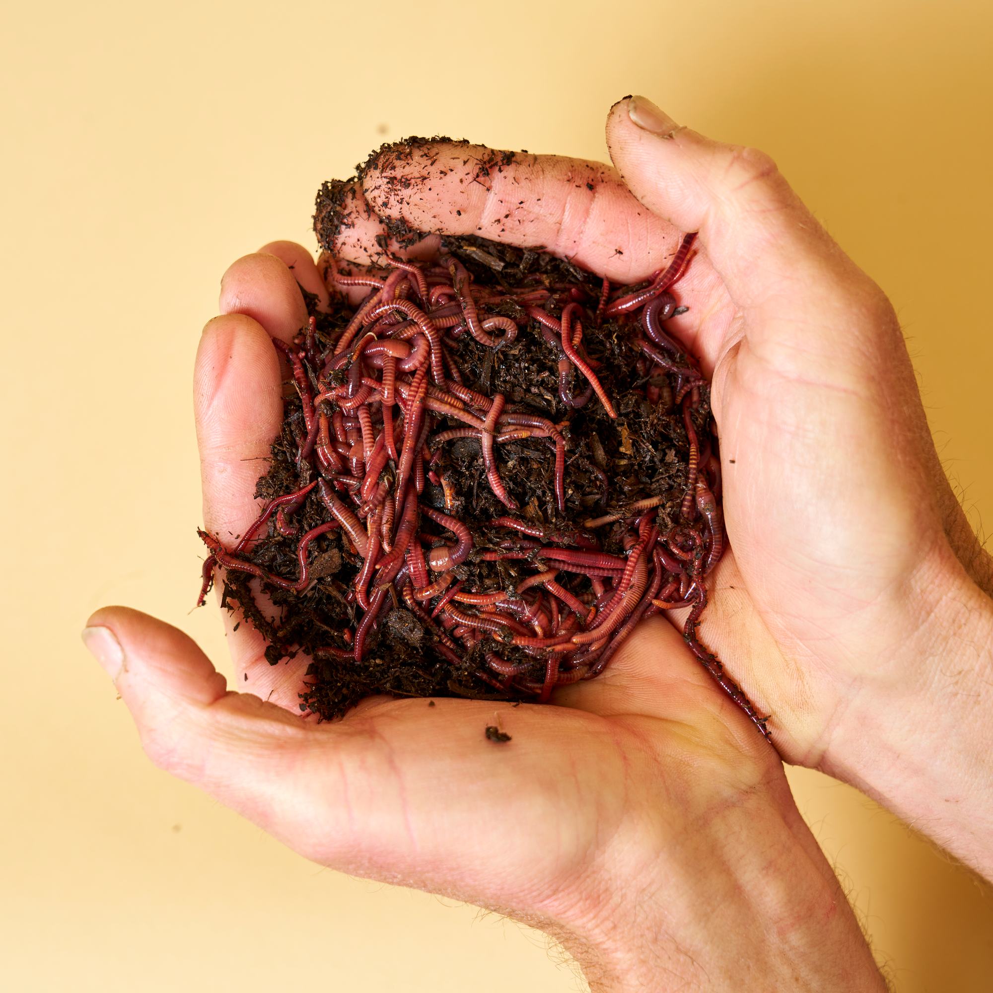 Wormly Starter Worms